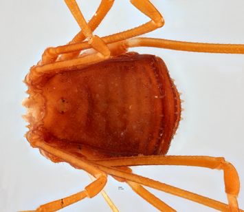 preview Granobunus ferrugineus Roewer, 1912